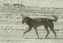 Fraser Island dingoes ’force’ camp closure