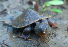 Rare turtle clutch released into Mary River