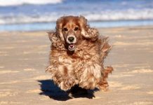 It’s a dog’s life