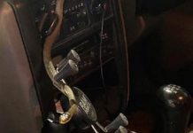 Snake in a car