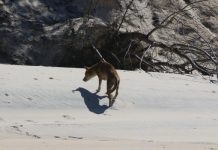Boy bitten by dingo at Fraser Island