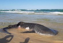 Dead whale shark washes up at Double Island