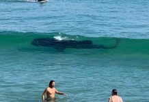 Noosa locals rescue beached whale shark