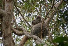 Koala research funding boost