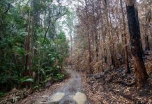 K’gari fire impact