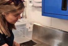 Unusual hybrid sea turtle released on World Wildlife Day