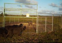 Real time imagery tackles feral pig problem