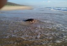 It’s a rough ride for turtles on north shore