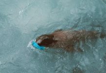 Research shows impact of COVID-related waste