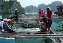 Study finds surprising sex change secrets
of giant grouper