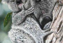 Wildlife focus in art