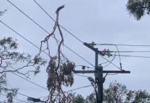 Fallen tree sparks power outage
