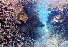 Marine species fleeing equator, study confirms