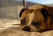 Animal welfare laws under review