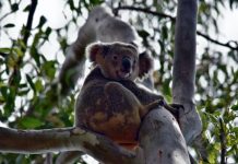 Koala vaccine trial begins in Noosa