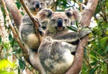 Celebrate World Koala Day