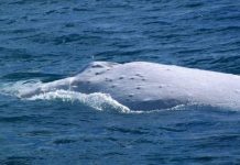 Keep watch as whales have a time