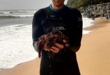 Seaweed quadruples fish immunity, study finds