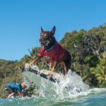 dog_237792_01.jpg