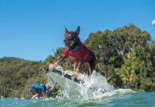Huge crowds at surf dogs