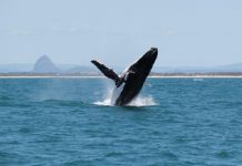 The Humpback Whales are back