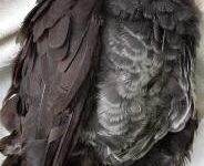 Brush turkey mauled by dog in Hastings Street