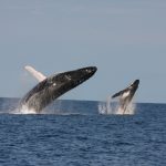 whales_240865_02.jpg
