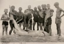 Noosa’s sharky past