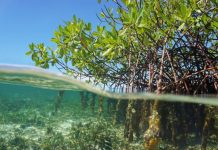 Recent odour in Noosa linked to natural phenomenon