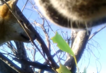 ’World first’ footage of Fraser Island dingoes