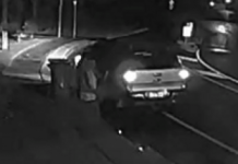 Police search for frangipani tree thief