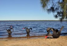 Floating Land to raise environmental awareness through art