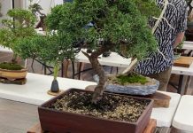 Bonsai show