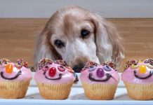Cupcake Day at RSPCA Noosa
