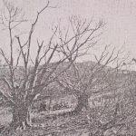 tornado_247656_03.jpg