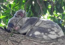 Watch out for wildlife as the weather warms up