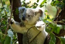 Drone system monitors koala populations