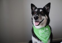 Doggy donors needed to help save the lives of animals