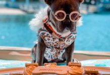 ’Instafamous’ pups enjoy Noosa’s pet friendly adventures