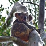 koala_252092_01.jpeg