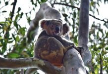 Biosphere set to frock up for koalas