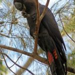 parrots_251877_01.jpg