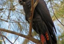 Food and fire – impact on Glossy Blacks