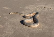 Public urged to seek help for stranded sea snakes