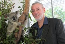 USC to lead rollout of critical vaccine for koalas