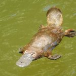 platypus_253450_02.jpg