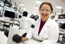 Placenta model offers insight into pregnancy complications