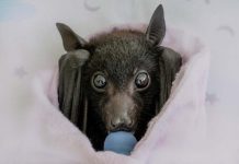 Orphan bat season begins