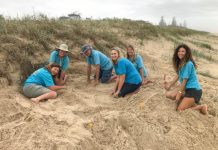 Turtles return to nest