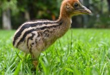 Australia Zoo welcomes Cassowary chicks
